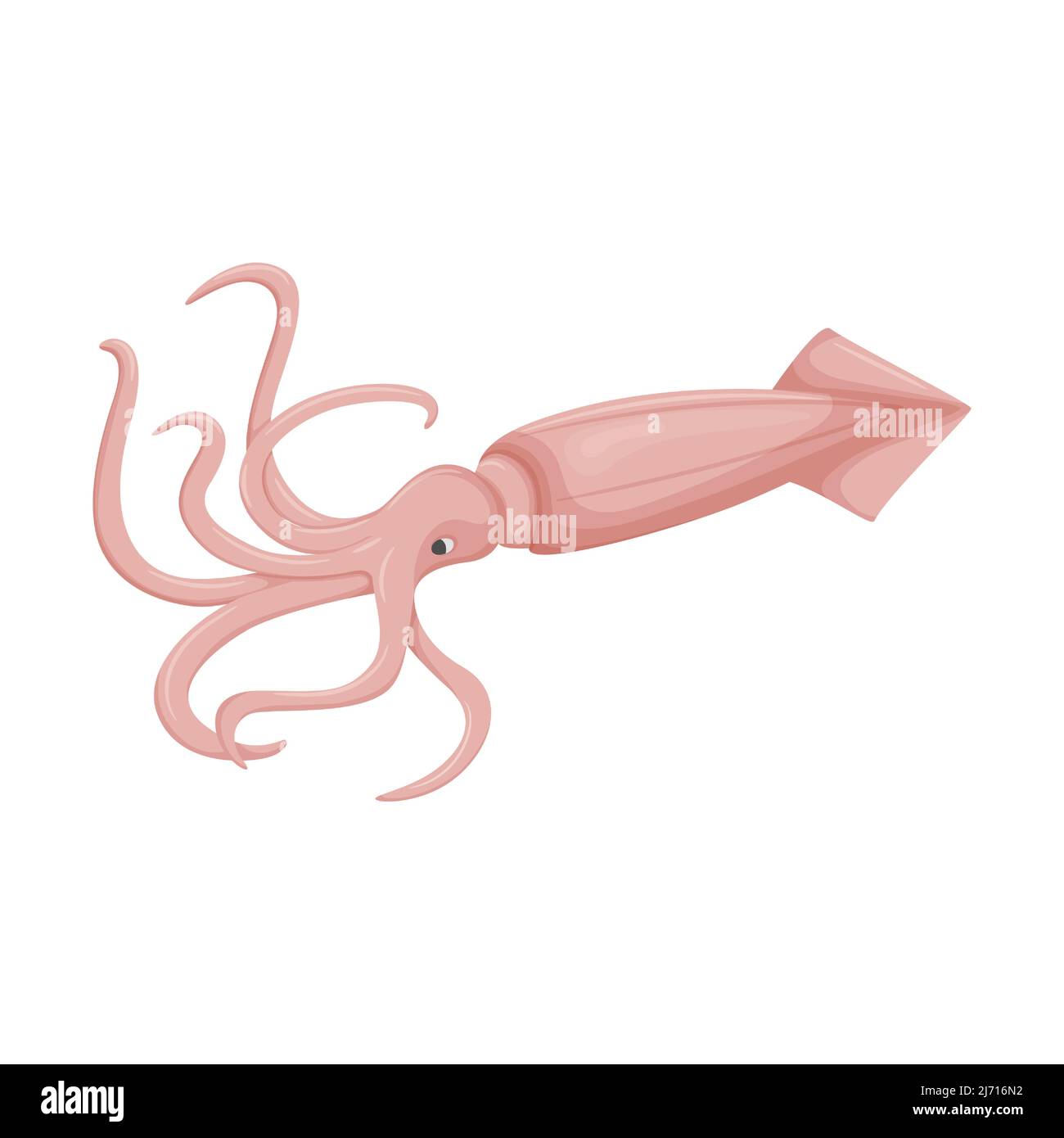 Calmar cru non cuit avec tentacules et queue. Animaux marins, fruits de mer. Style plat. Illustration à vecteur de couleur isolée sur fond blanc. Illustration de Vecteur