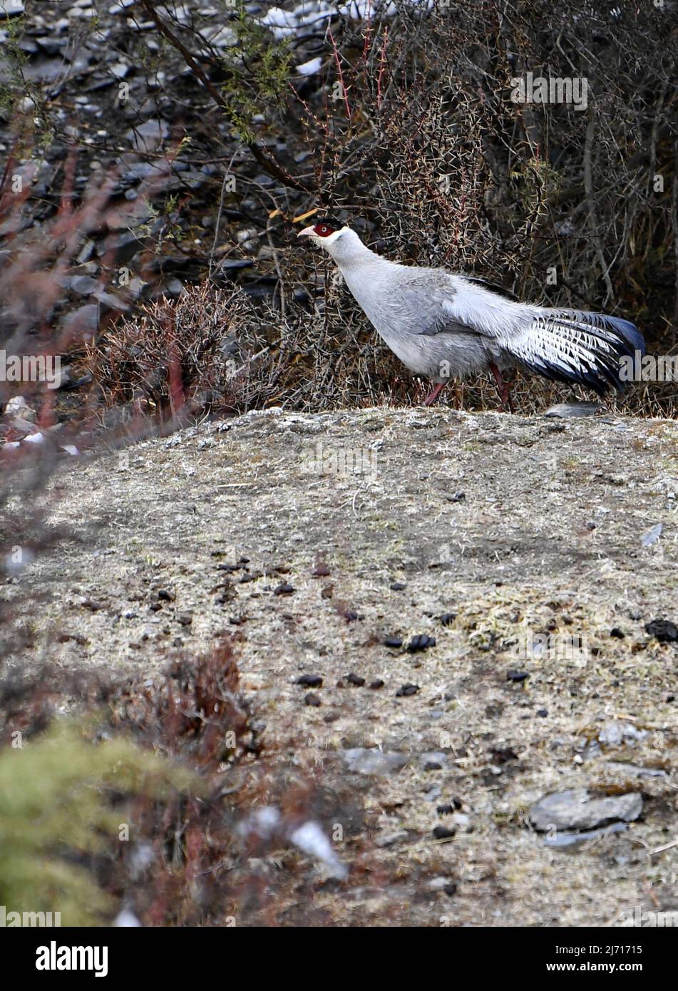 (220505) -- NAGQU, 5 mai 2022 (Xinhua) -- On observe Un faisan à oreilles blanches (Crossoptilon crossoptilon) à Nagqu, dans la région autonome du Tibet du sud-ouest de la Chine, le 3 mai 2022. Le faisan à oreilles blanches (Crossoptilon crossoptilon) est un oiseau endémique à la Chine qui est sous protection nationale de seconde classe. (Xinhua/Zhang Rufeng) Banque D'Images