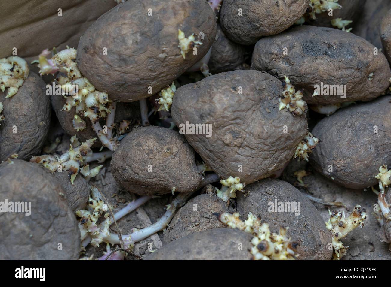 les tubercules de pommes de terre germés sont près, entreposage inadéquat des légumes Banque D'Images