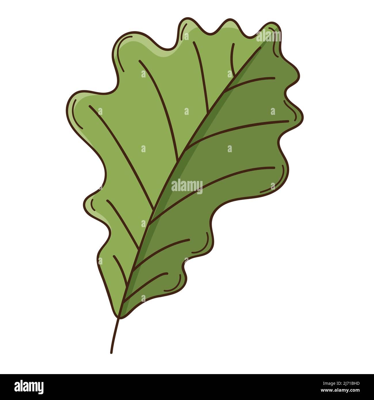 Chêne vert feuille d'automne. Botanique, élément de conception de plantes avec contour. . Doodle, dessiné à la main. Conception plate. Illustration à vecteur de couleur. Isolé sur un blanc Illustration de Vecteur