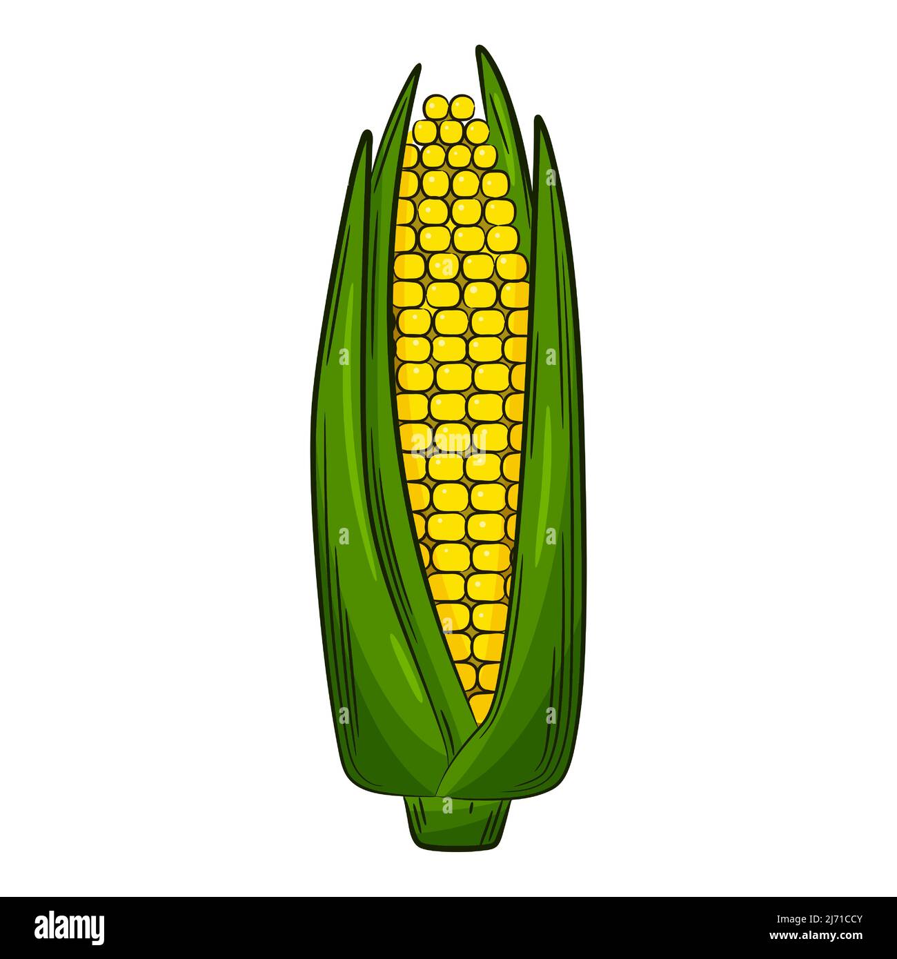 Maïs sur l'épi. Un légume de style linéaire, dessiné à la main. Ingrédient alimentaire, élément de conception.Illustration vectorielle de couleur avec contour. Isolé sur un W Illustration de Vecteur