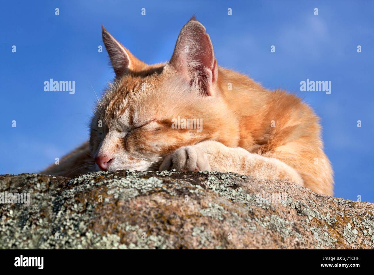 Chat de gingembre femelle se nappant sur la roche en fin d'après-midi soleil, Tarragone, Espagne. Banque D'Images
