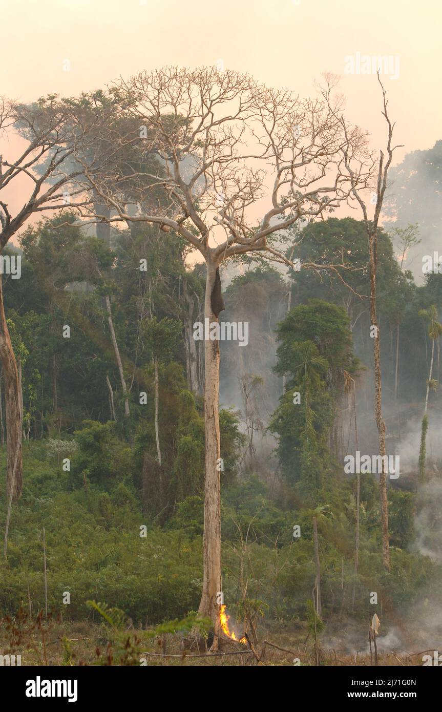 Feu de forêt criminel dans l'amazonie brésilienne Banque D'Images