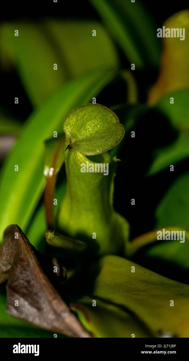 Gros plan de Nepenthes gracilis sur fond sombre. Banque D'Images