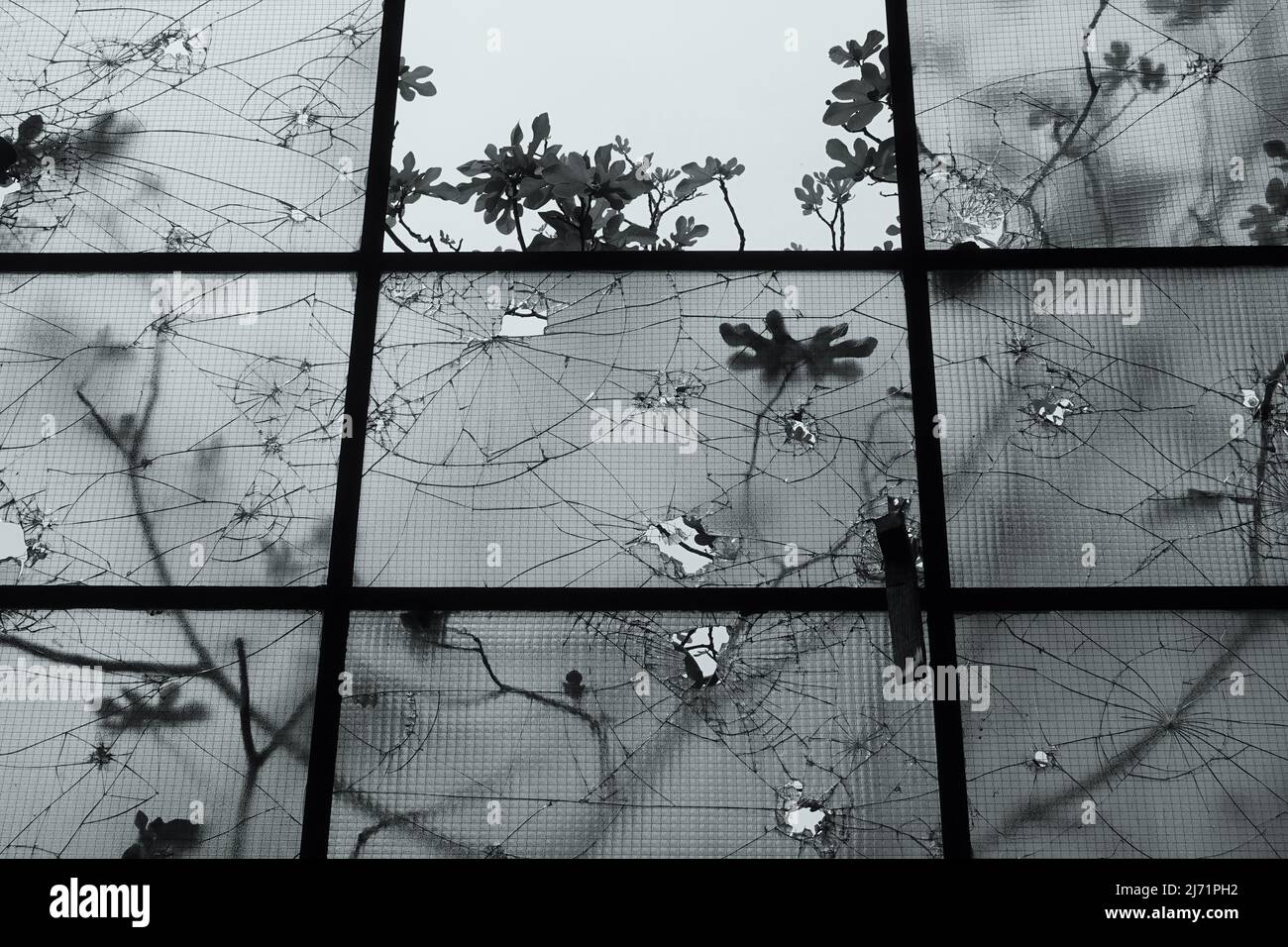 Fenêtres écrasées, branches d'arbre figuré à travers le verre fissuré. Teinte noir et blanc. Banque D'Images