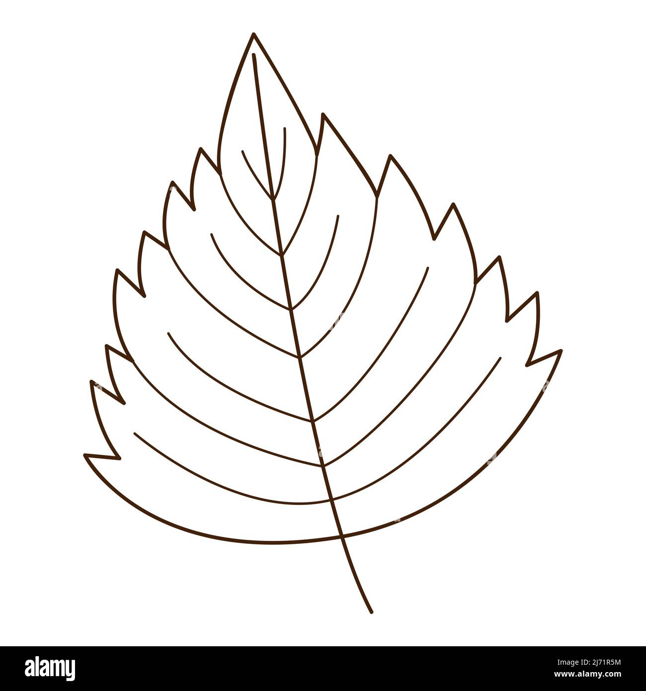 feuille de bouleau. Botanique, élément de conception de plantes avec contour. Heure d'été, automne. Doodle, dessiné à la main. Conception plate. Illustration vectorielle noir et blanc. Est Illustration de Vecteur