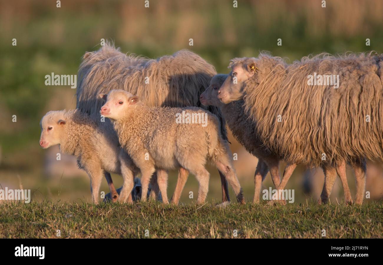 Hausschaf (Ovis gmelini aries), Schafe beweiden Damm auf Naturschutzflaeche, Niedersachsen, Allemagne Banque D'Images