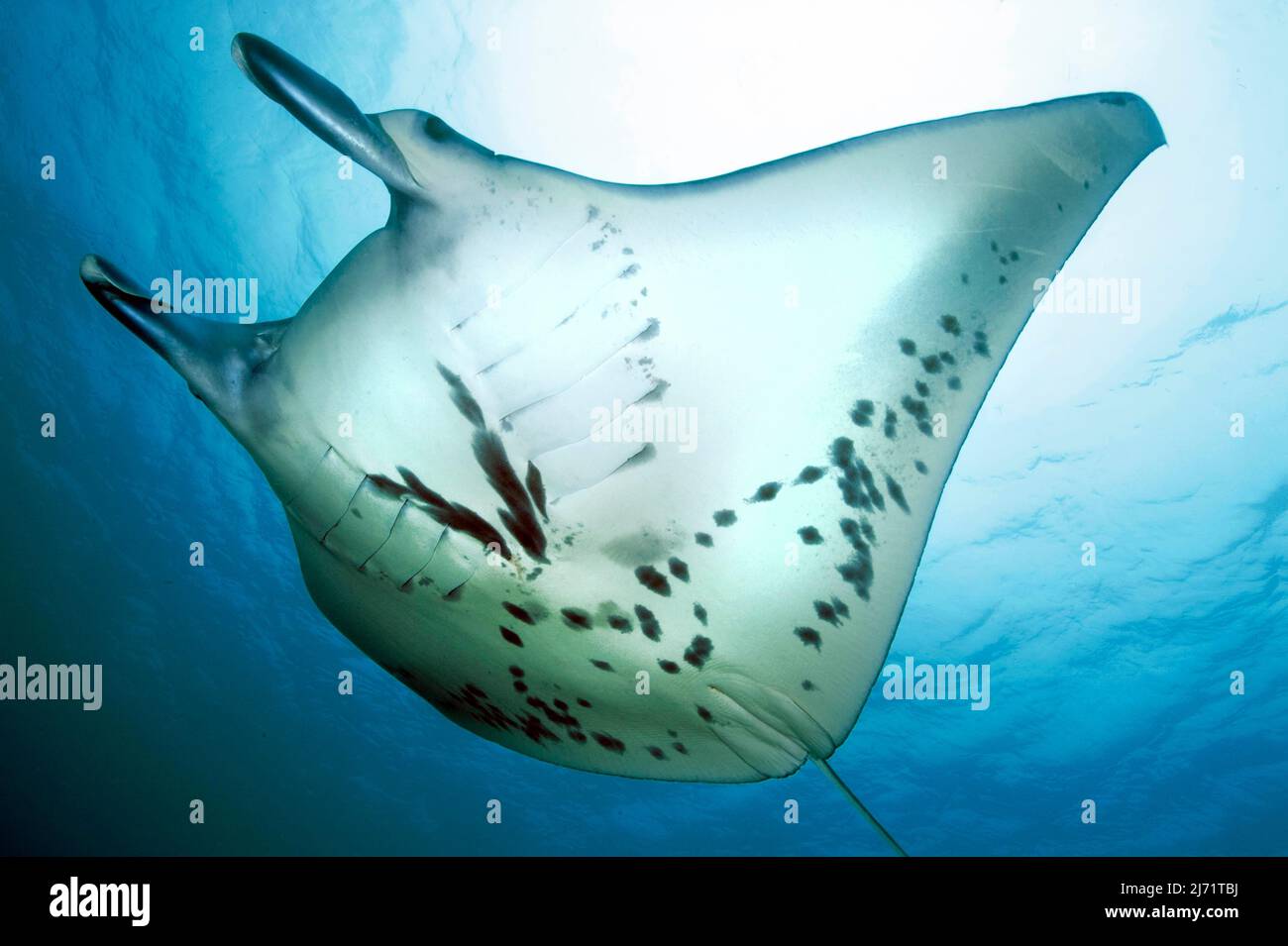 Manta (Manta birostris) mit Markante Flecken auf Unterseite schwimtt durch offenes Meer, Pazifik Banque D'Images
