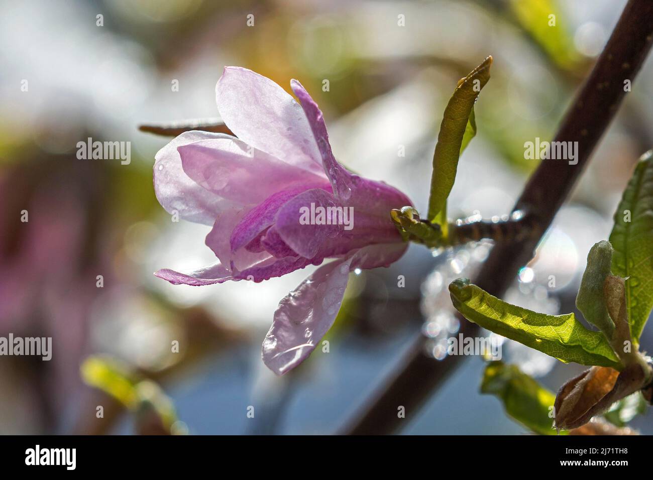 Blute der Sternmagolie (Magnolia stellata), Bade-Wurtemberg, Allemagne Banque D'Images