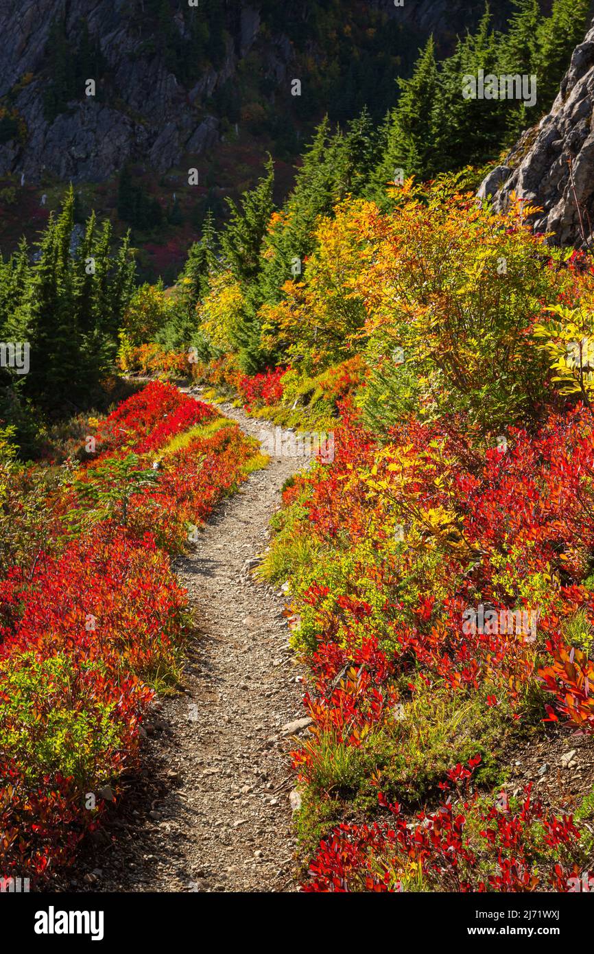 WA21521-00...WASHINGTON - le frêne et la baie de montagne aux couleurs automnes le long du sentier des lacs dans la forêt nationale du mont Baker-Snoqualmie. Banque D'Images