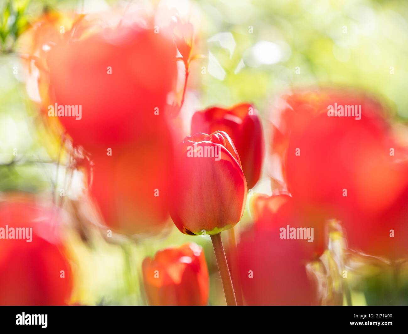 Tulpen (tulipa), Blueten à cœur, Leoben, Steiermark, Oesterreich Banque D'Images
