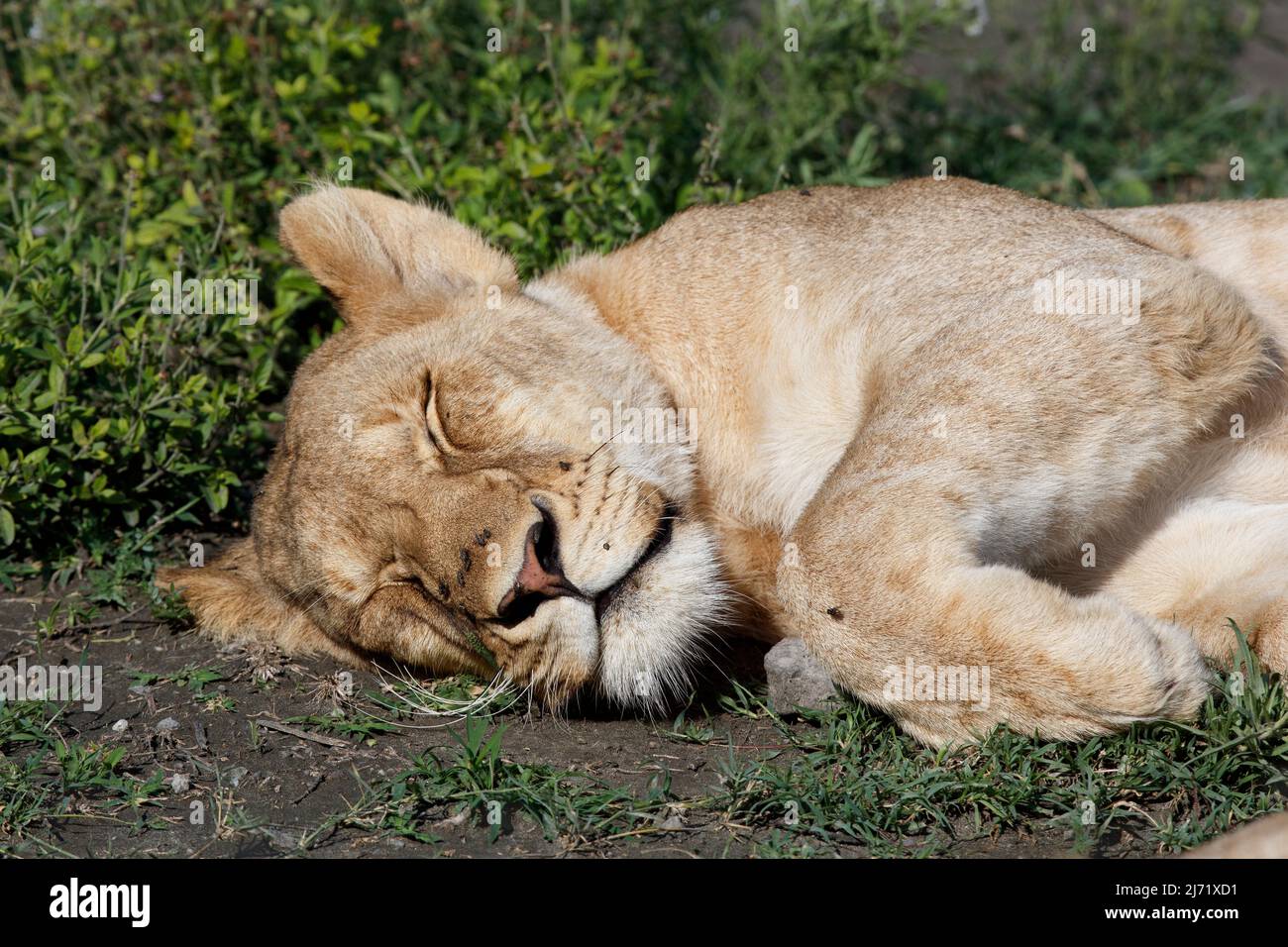 Le lion endormi (Panthera leo) dans le parc de jeux d'Afrique de l'est Banque D'Images