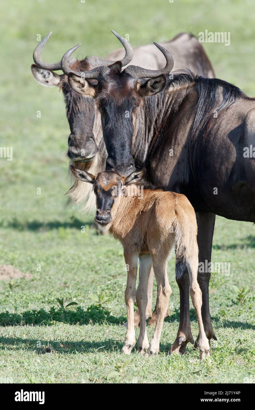 Mère et veau de Blue Wildebeest (Connochaetes taurinus) dans la région du Serengeti méridional Banque D'Images
