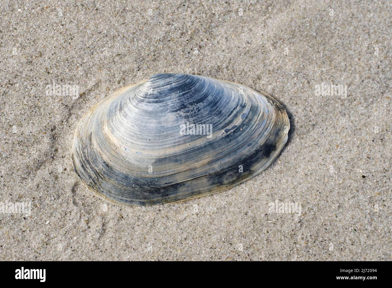 Sandklaffmuschel (Mya arenaria), Sandstrand, Juist, Toowerland, Ostfriesische Insel, Ostfriesland, Niedersachsen, Allemagne Banque D'Images