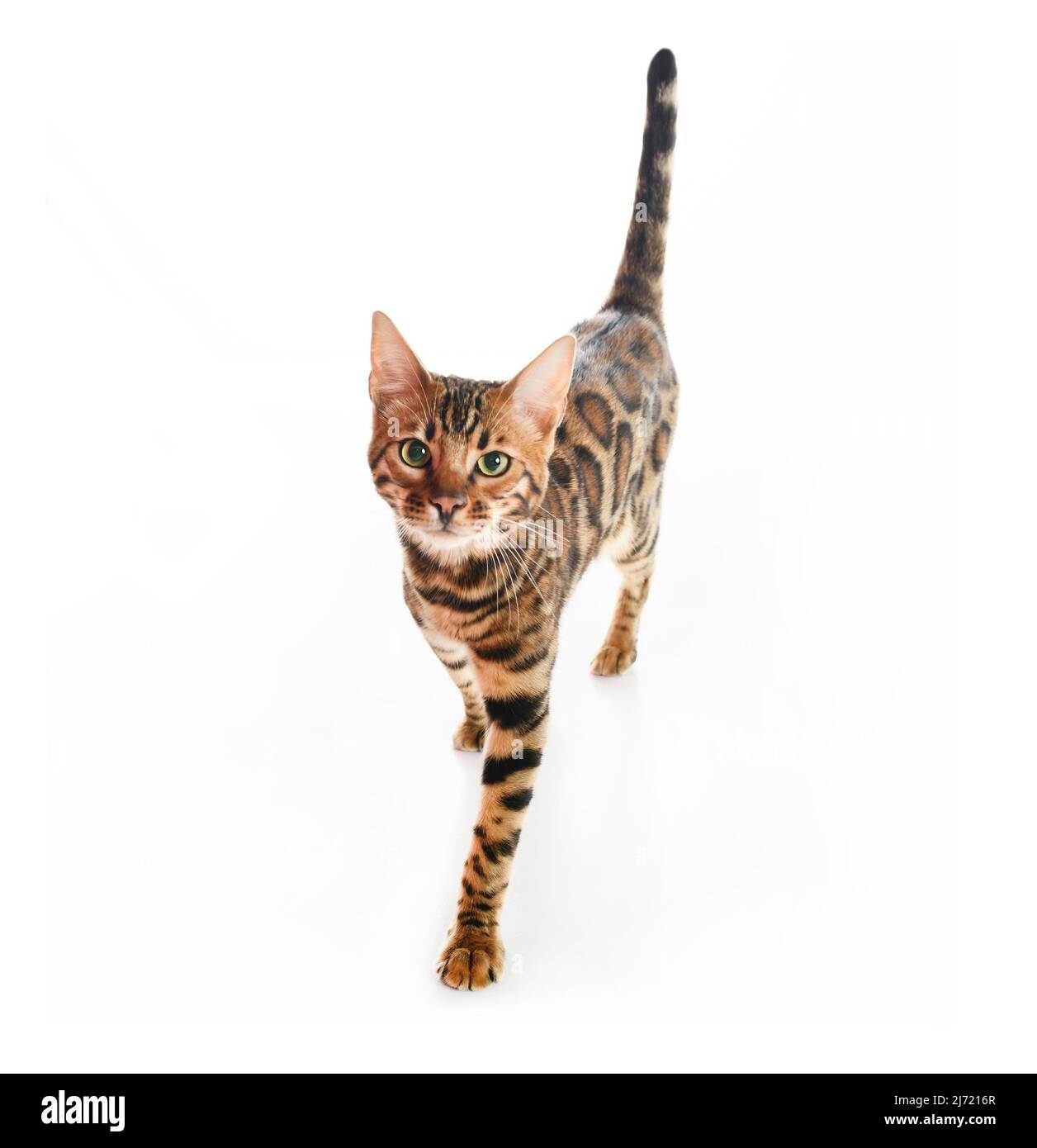 Chat Bengale mignon en studio blanc Banque D'Images