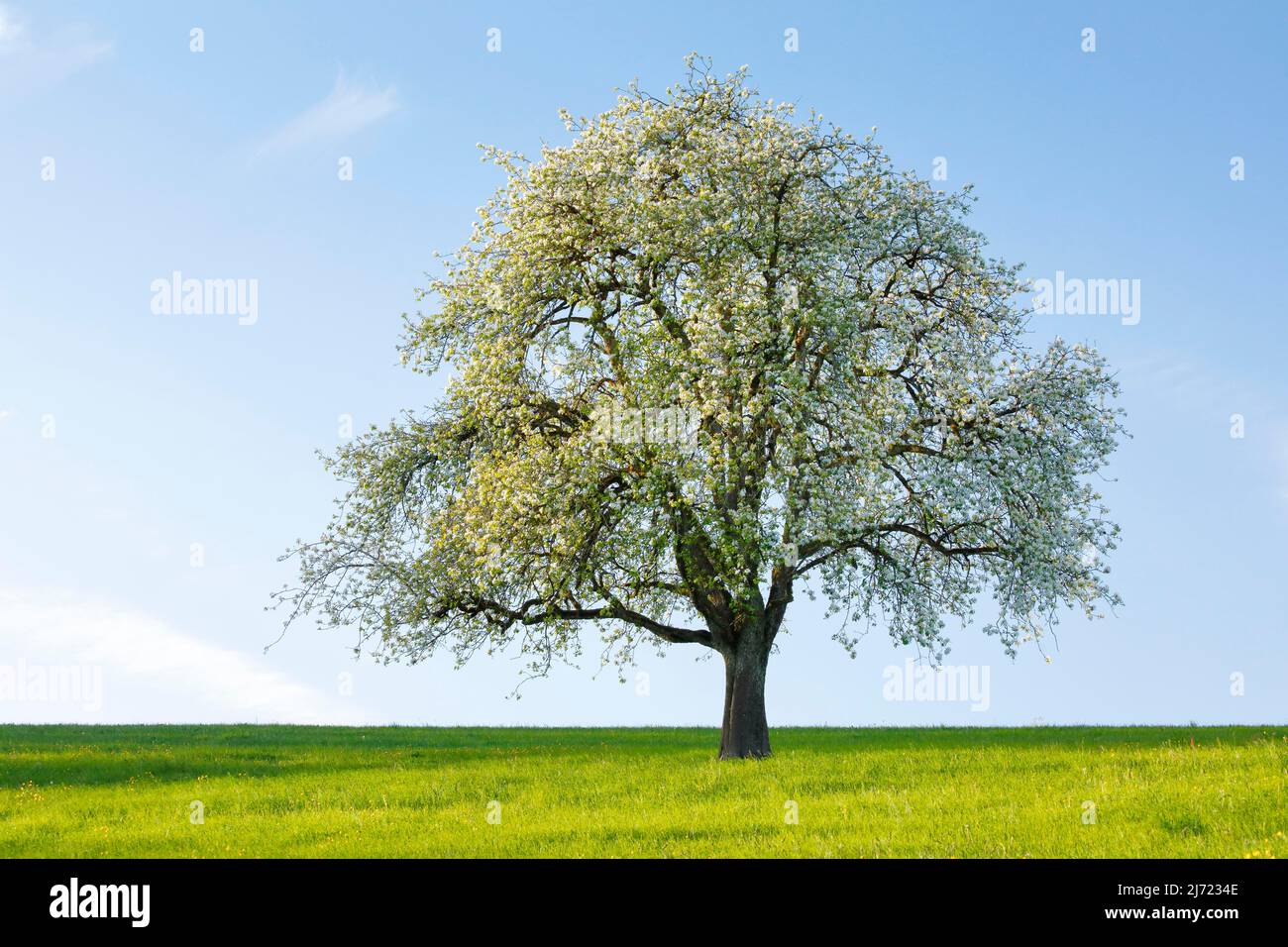 Alleustehender, bluehender Birnbaum auf gruener Wiese im Abendlicht, BEI Hombrechtikon im Zuercher Oberland, Suisse Banque D'Images