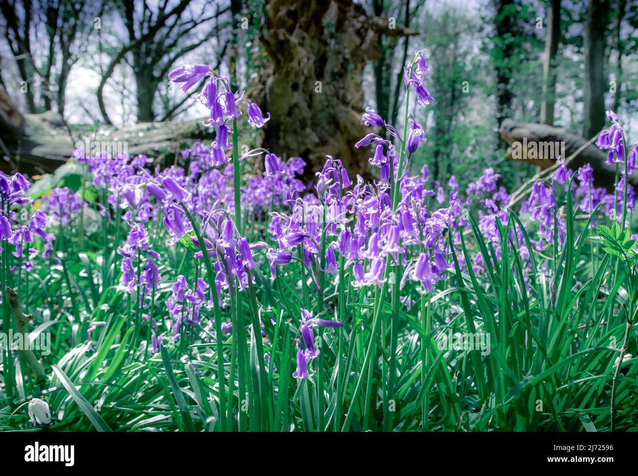 Forêt Bluebell à Clanfield dans le Hampshire, Angleterre Banque D'Images