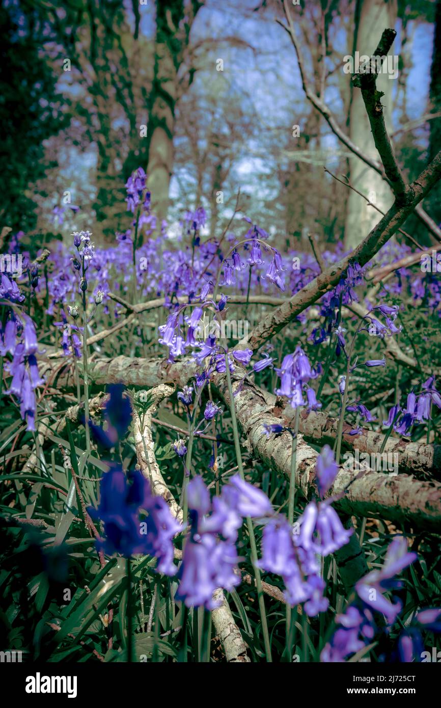 Forêt Bluebell à Clanfield dans le Hampshire, Angleterre Banque D'Images