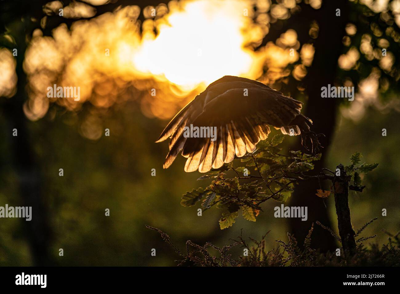 Silhouette rétro-éclairée d'un hibou volant au coucher du soleil. Hibou de la grange avec ailes étalées. Action photo avec des couleurs et des lumières de soirée agréables. Tyto alba. Banque D'Images