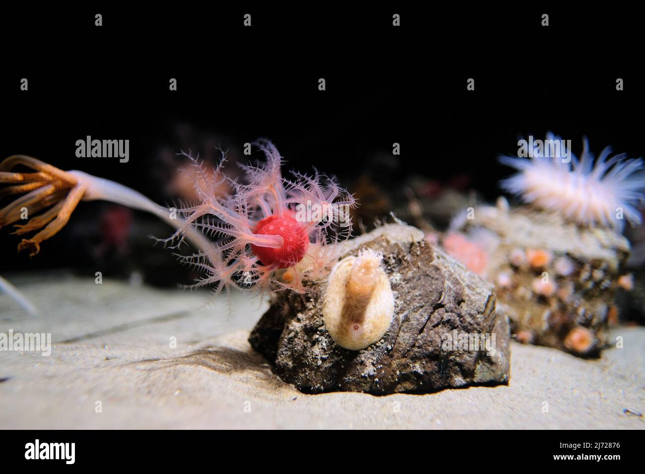 Anthomastus ritteri, ou corail mou aux champignons, est un corail alcyonacé de haute mer que l'on trouve dans l'océan Pacifique. Banque D'Images