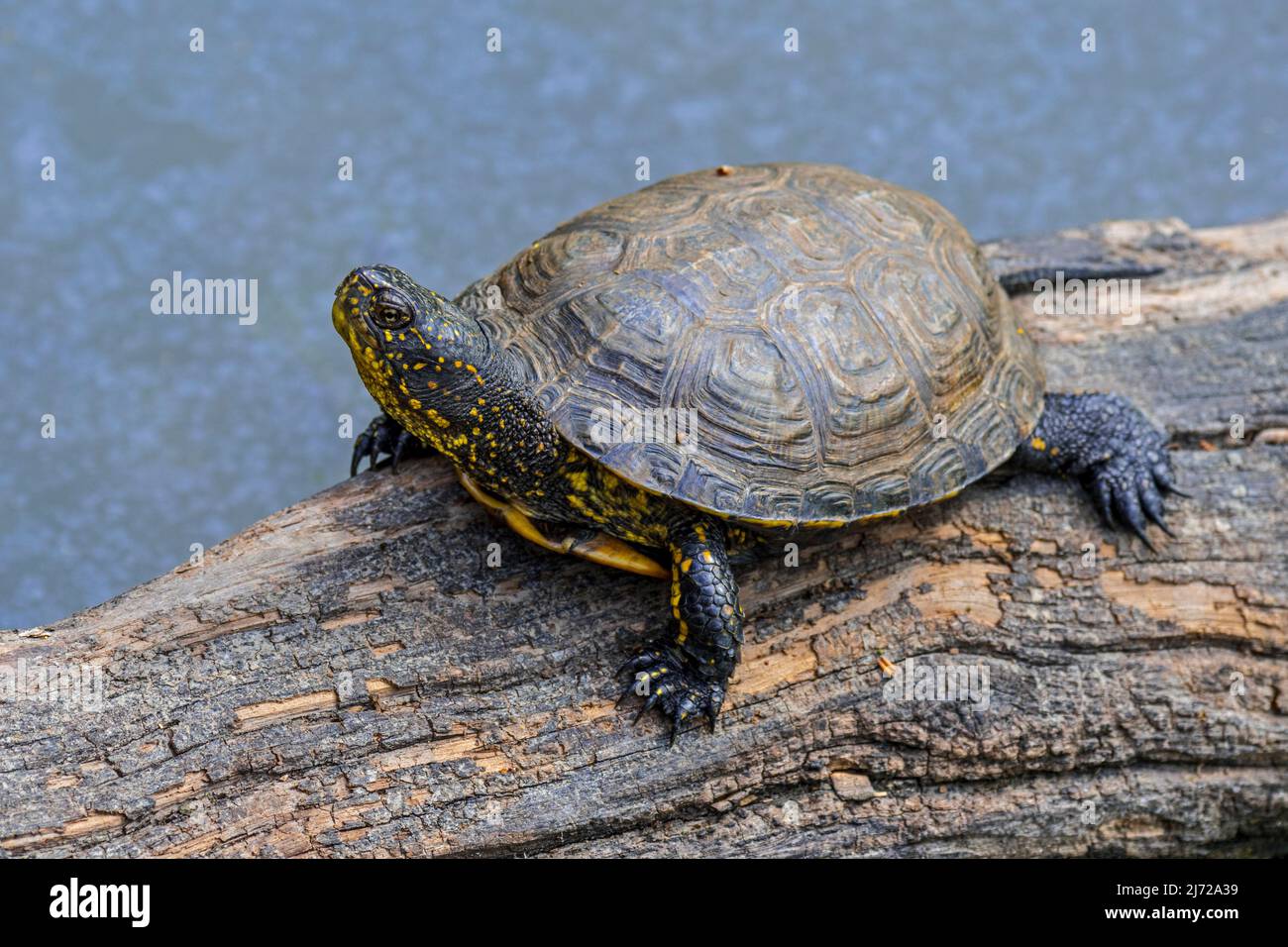 Tortue de l'étang européen / terrapin de l'étang européen / tortue de l'étang européen (Emys orbicularis / Testudo orbicularis) se prélassant au soleil sur l'arbre tombé trun Banque D'Images