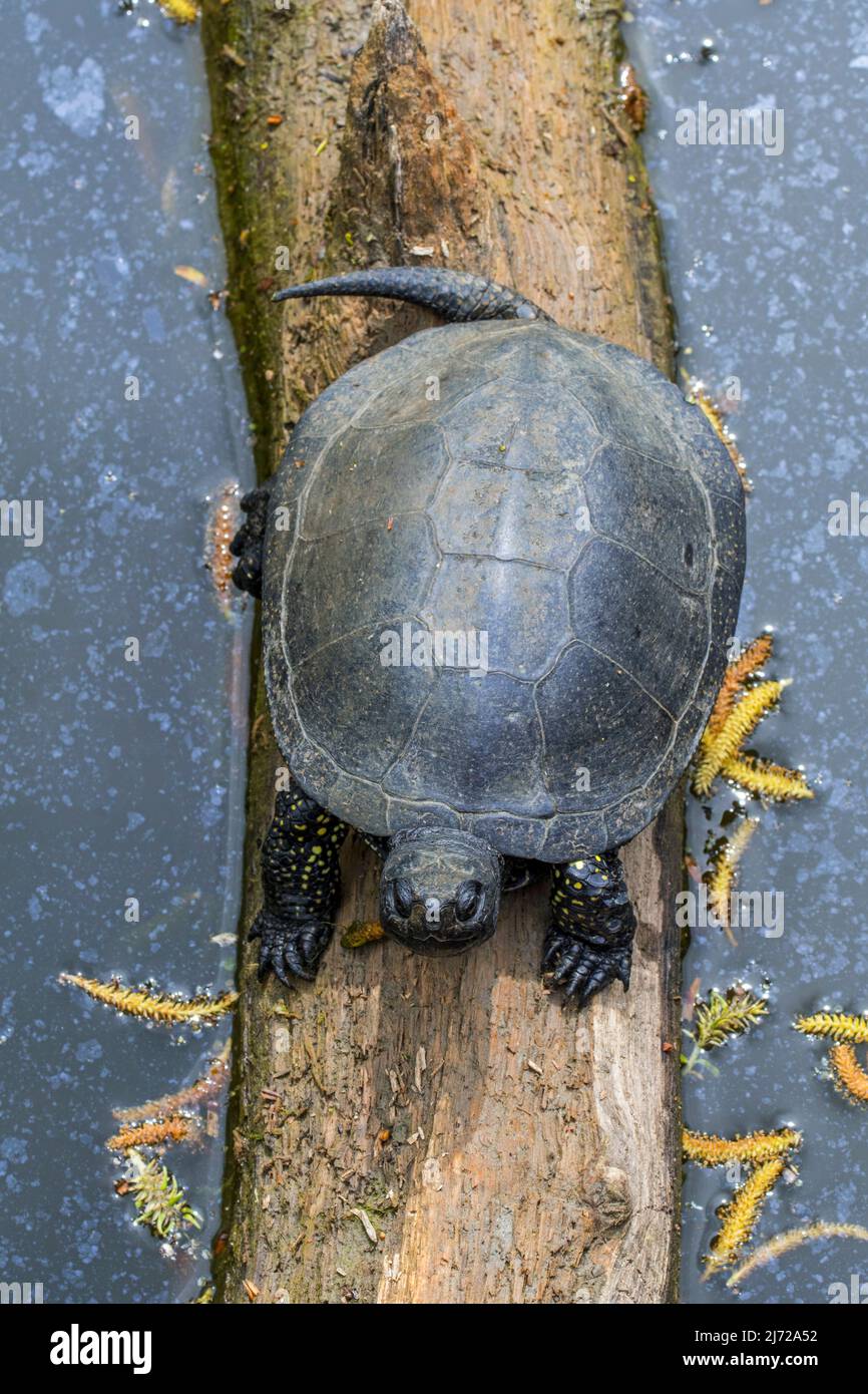 Tortue de l'étang européen / terrapin de l'étang européen / tortue de l'étang européen (Emys orbicularis / Testudo orbicularis) se prélassant au soleil sur l'arbre tombé trun Banque D'Images