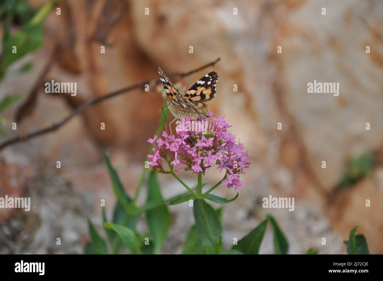 L'insecte lady peint sur une fleur rose dans la nature. Peint Lady Butterfly sur une tête de fleur avec fond bokeh. Belle orange Vanessa cardui Banque D'Images