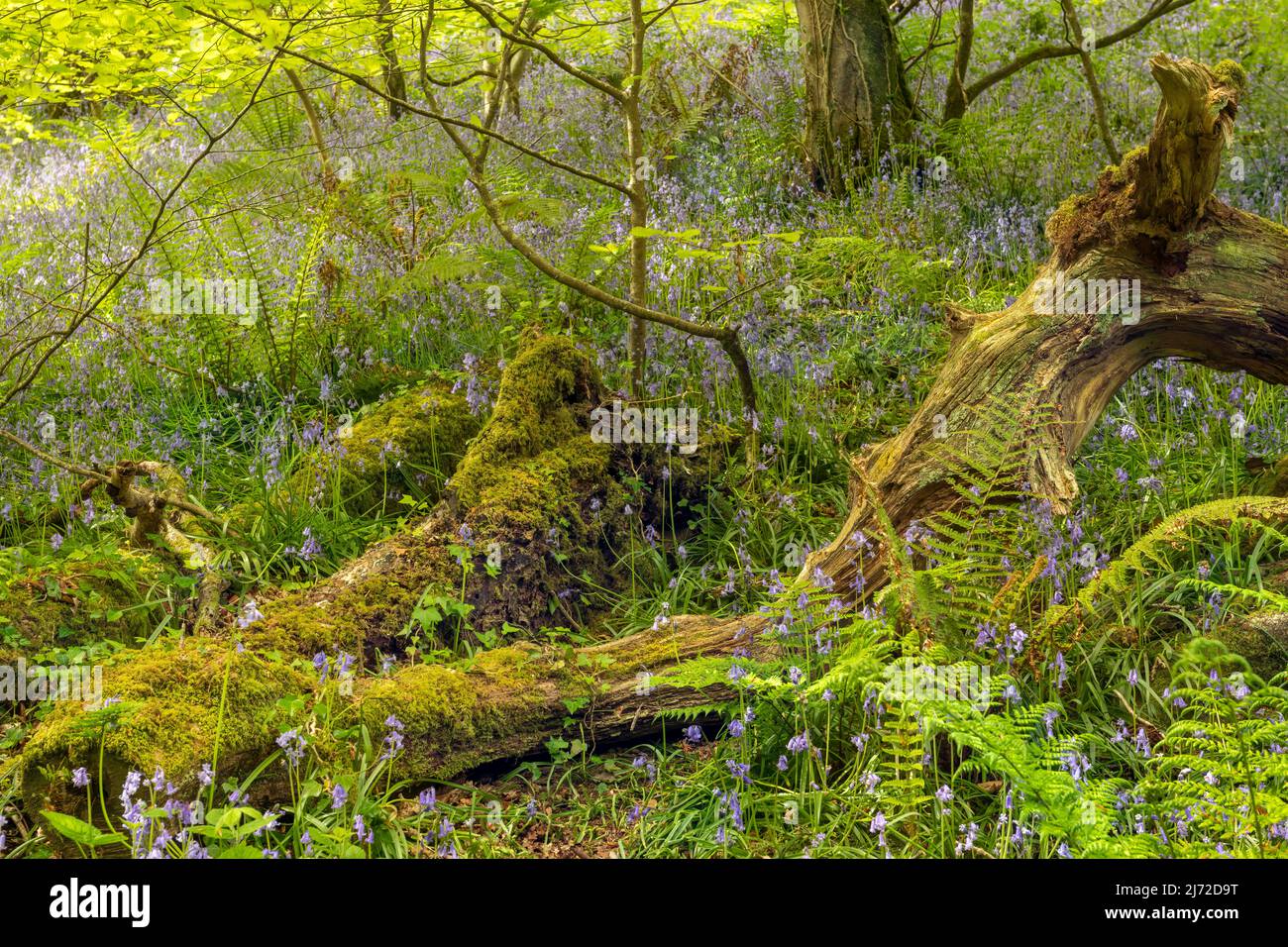 Un tapis spectaculaire de coquillages indigènes à Becklands Woods début mai. Les terres boisées se trouvent sur une section éloignée du South West Coast Path à North de Banque D'Images