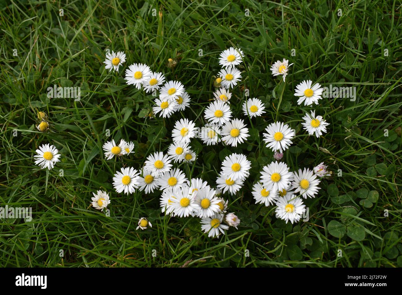 Pâquerettes blanches (Bellis perennis) poussant dans l'herbe. Banque D'Images