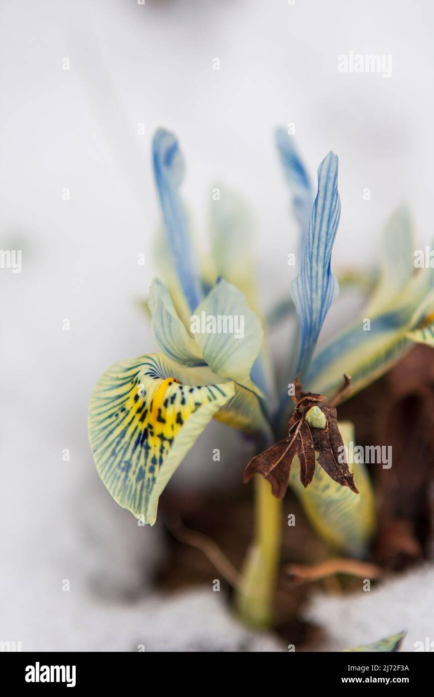 Un iris nain unique Katharine Hodgkin (Iris reticulata) poussant dans la neige et les feuilles en décomposition pour fleurir dans un jardin de la fin de l'hiver. Banque D'Images
