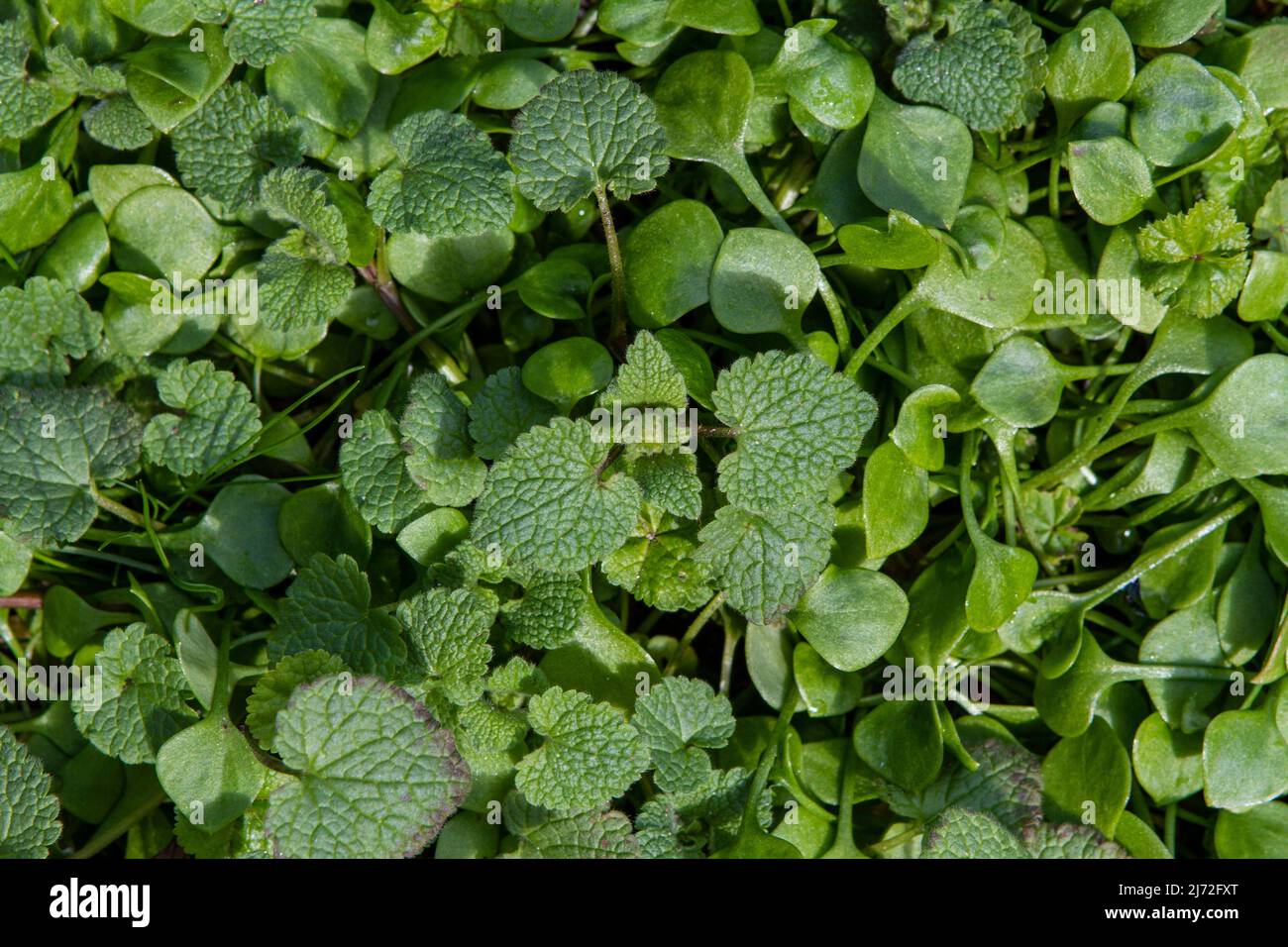 Le martein pourpre (Lamium purpurade) et la laitue de Miner (Claytonia perfoliata) sont des légumes comestibles de début de saison, qui poussent souvent à l'état sauvage. Banque D'Images
