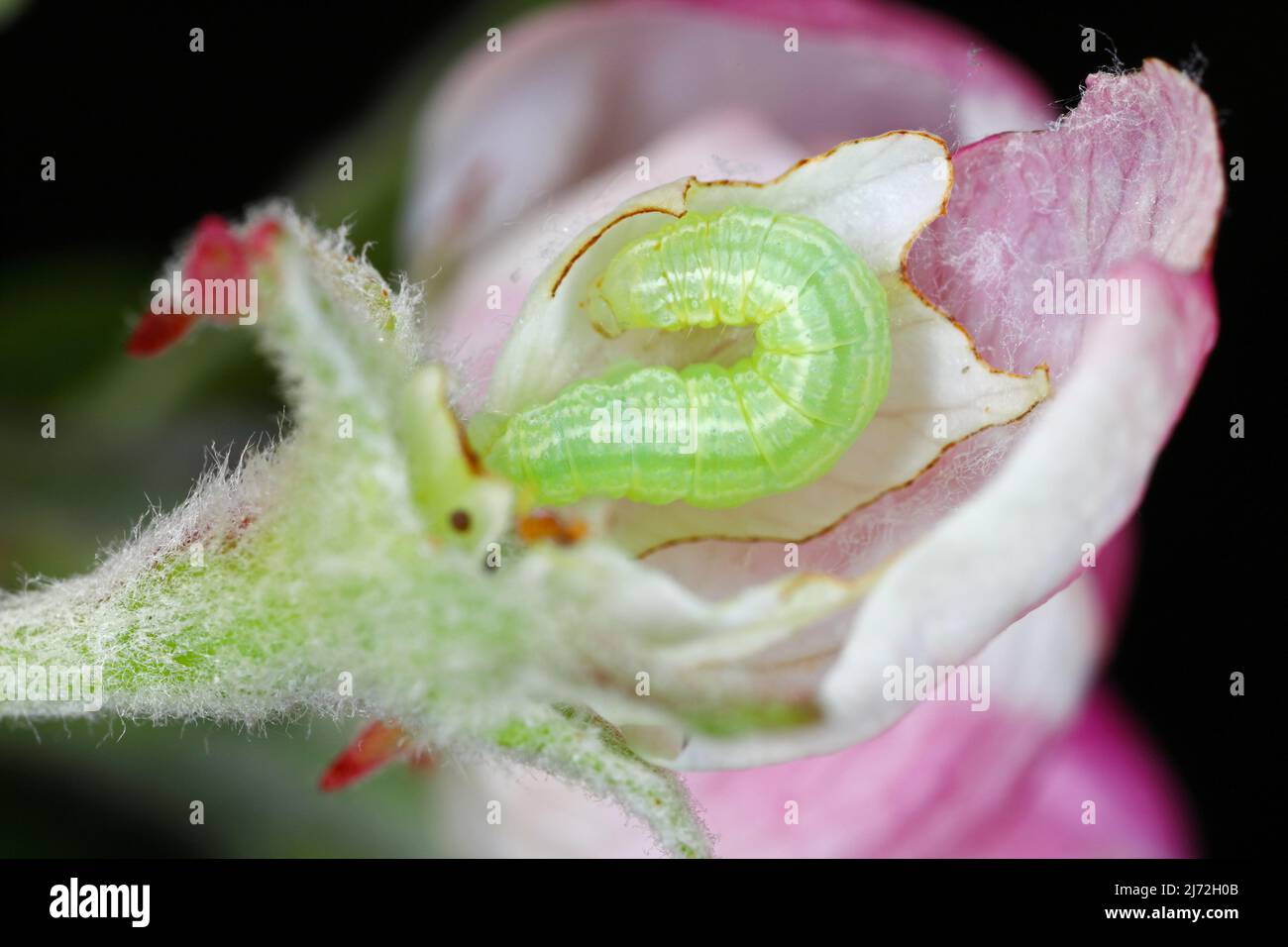 Bourgeons, fleurs, jeunes feuilles de pommiers endommagés par les chenilles parasites de la Moth d'hiver (Operophtera brumata) dans le verger. Banque D'Images