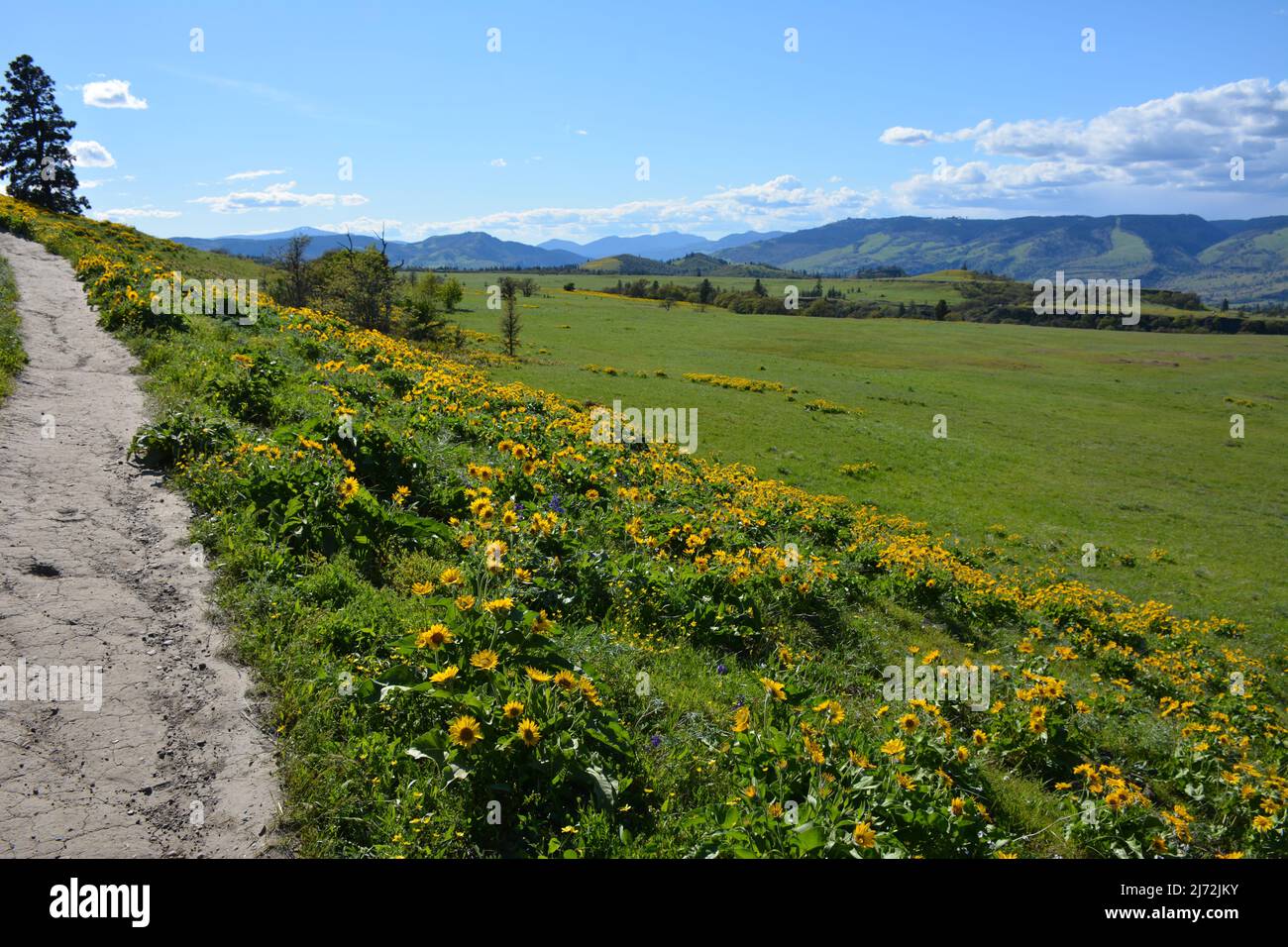 Randonnée printanière avec des fleurs sauvages, dont le balsamroot (tournesols de l'Oregon), la réserve Tom McCall du côté de l'Oregon de la gorge du fleuve Columbia, aux États-Unis. Banque D'Images