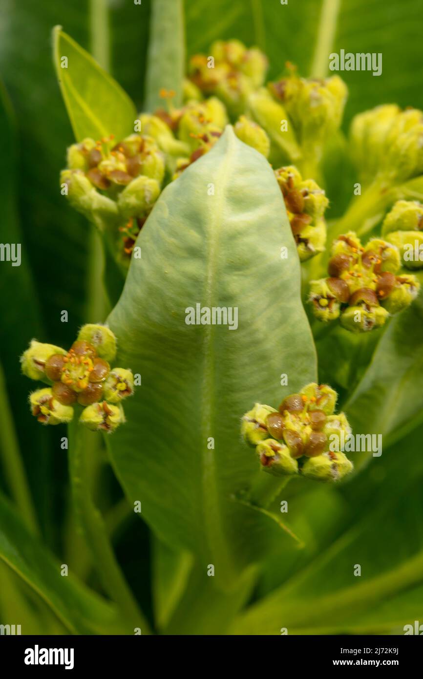 Macro gros plan de Veronica orientalis montrant des motifs et des textures au début du printemps Banque D'Images