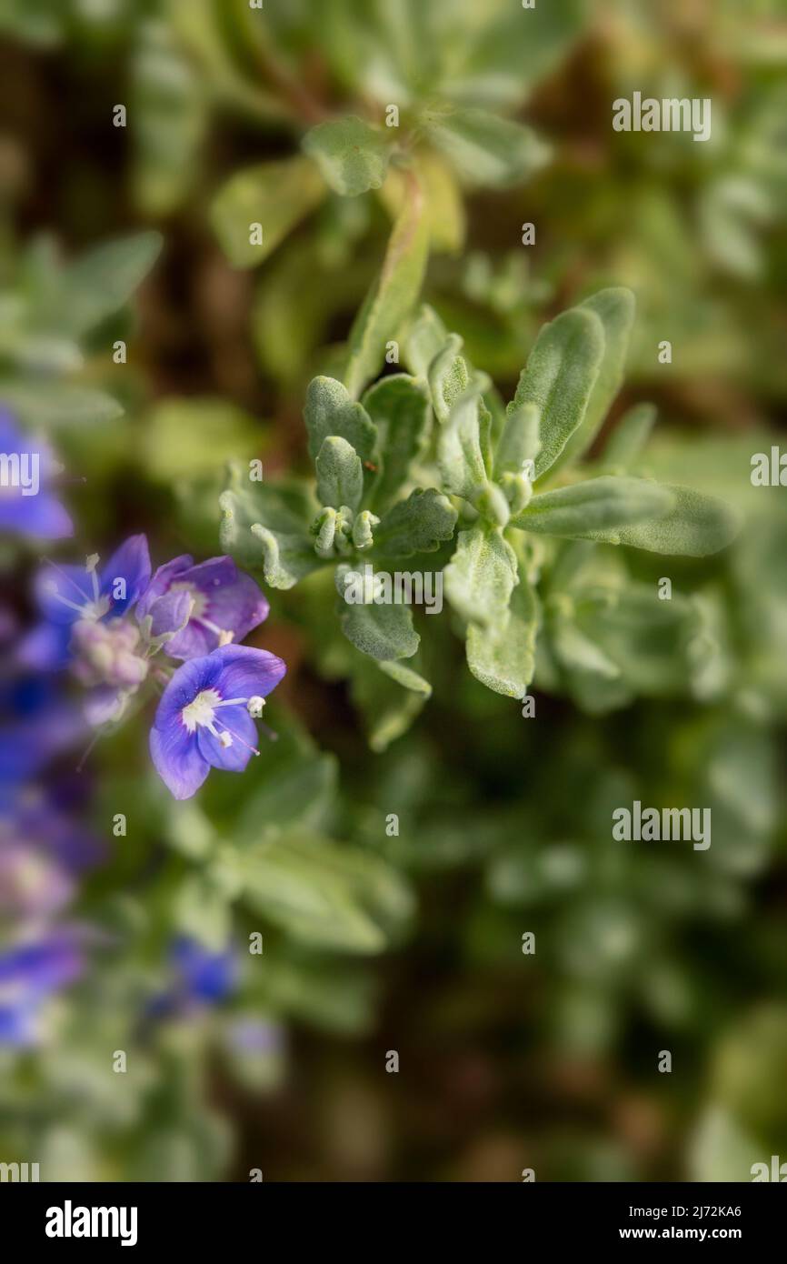 Fleurs de Veronica orientalis en masse sur une face rocheuse texturée, portrait de macro plante naturel Banque D'Images