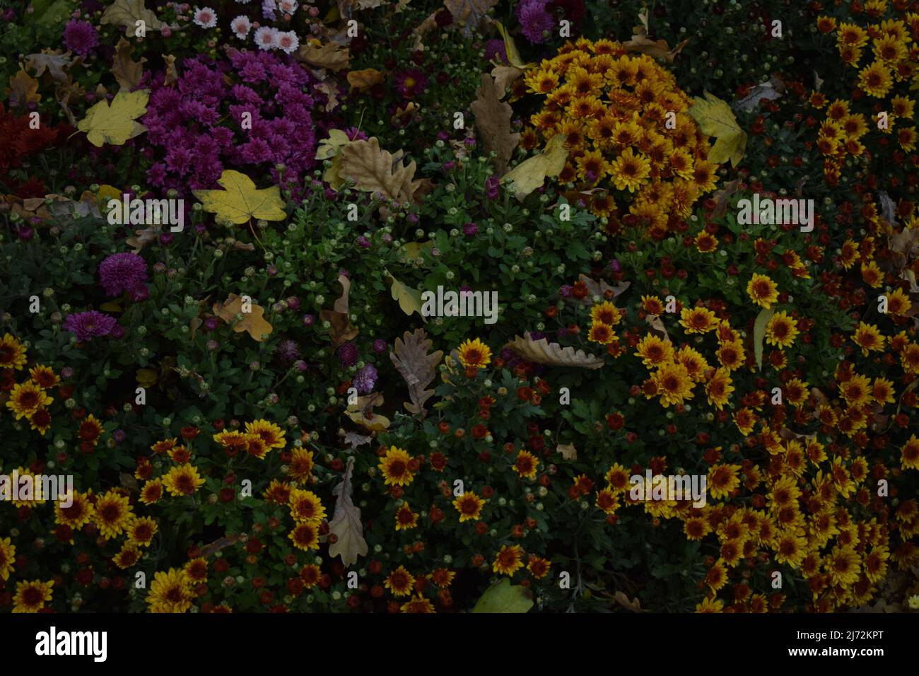 Magnifiques et colorés chrysanthèmes frais d'automne dans des bouquets rouge, jaune, violet, blanc, orange et rose. De magnifiques chrysanthèmes lumineux fleurissent Banque D'Images