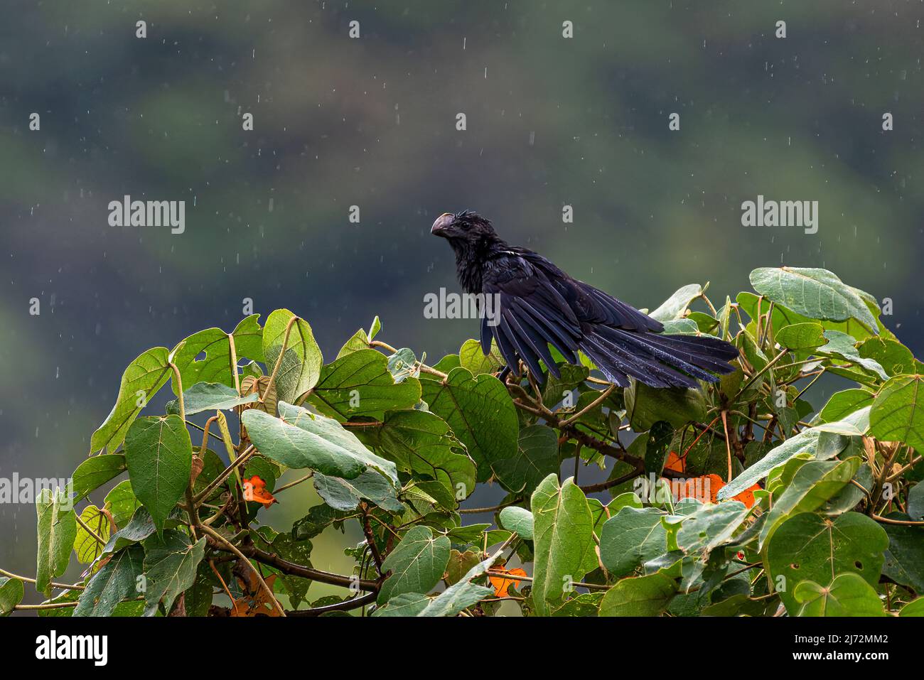 Doux bec ani perché au sommet d'un arbre desséchant ses ailes Banque D'Images