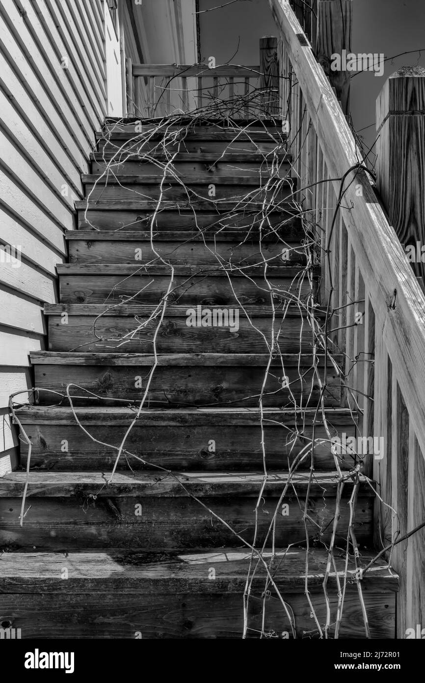 Vignes poussant sur les escaliers à General Store dans Glen Haven Village, une ville historique dans Sleeping Bear Dunes National Lakeshore, Michigan, États-Unis Banque D'Images