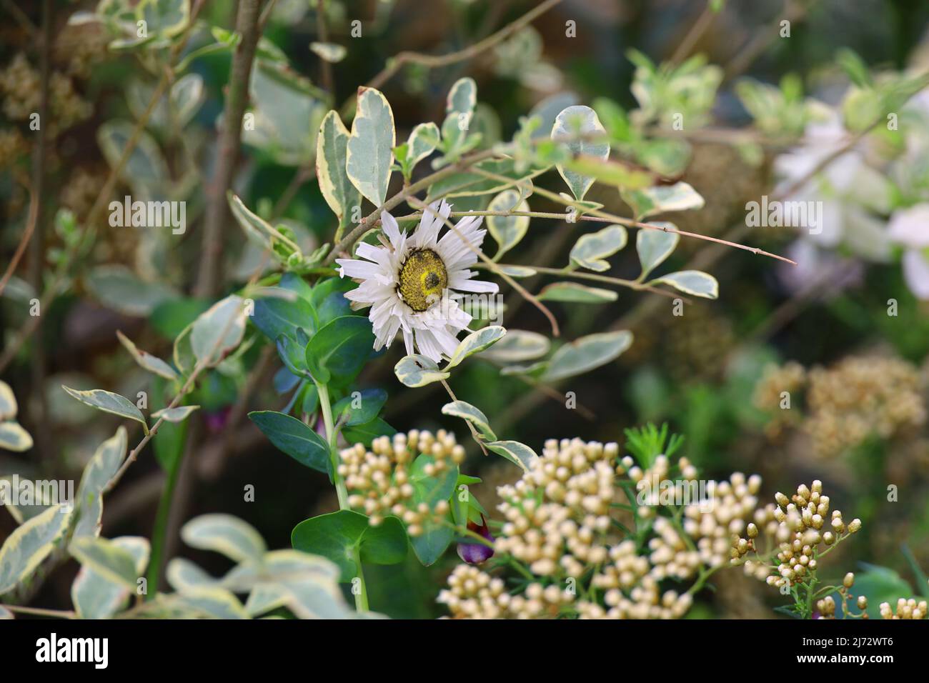 Une seule fleur de Rhodanthe anthemoides se bloquant dans un pot de jardin contenant Banque D'Images Une seule fleur de Rhodanthe anthemoides se bloquant dans un pot de jardin contenant Banque D'Images