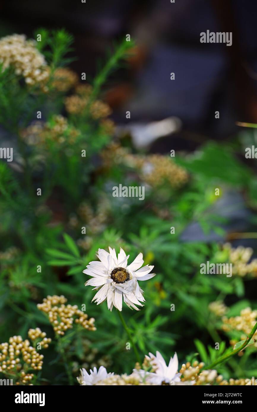 Une seule fleur de Rhodanthe anthemoides se bloquant dans un pot de jardin contenant Banque D'Images Une seule fleur de Rhodanthe anthemoides se bloquant dans un pot de jardin contenant Banque D'Images