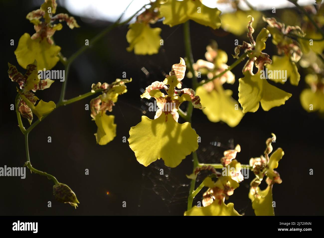 Flor de orquídea Banque D'Images