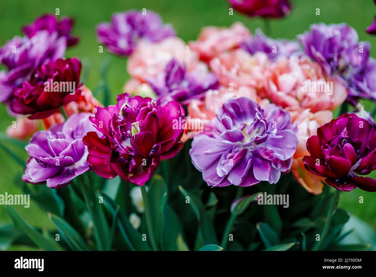 Antraciet (pourpre, cerise), Copper image (corail) et Blue Diamond (lilas) tulipes de pivoines doubles tardives avec des pétales à plusieurs couches poussent dans un jardin de Surrey Banque D'Images