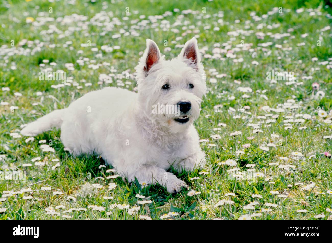 West Highland White Terrier dans l'herbe et les fleurs blanches Banque D'Images