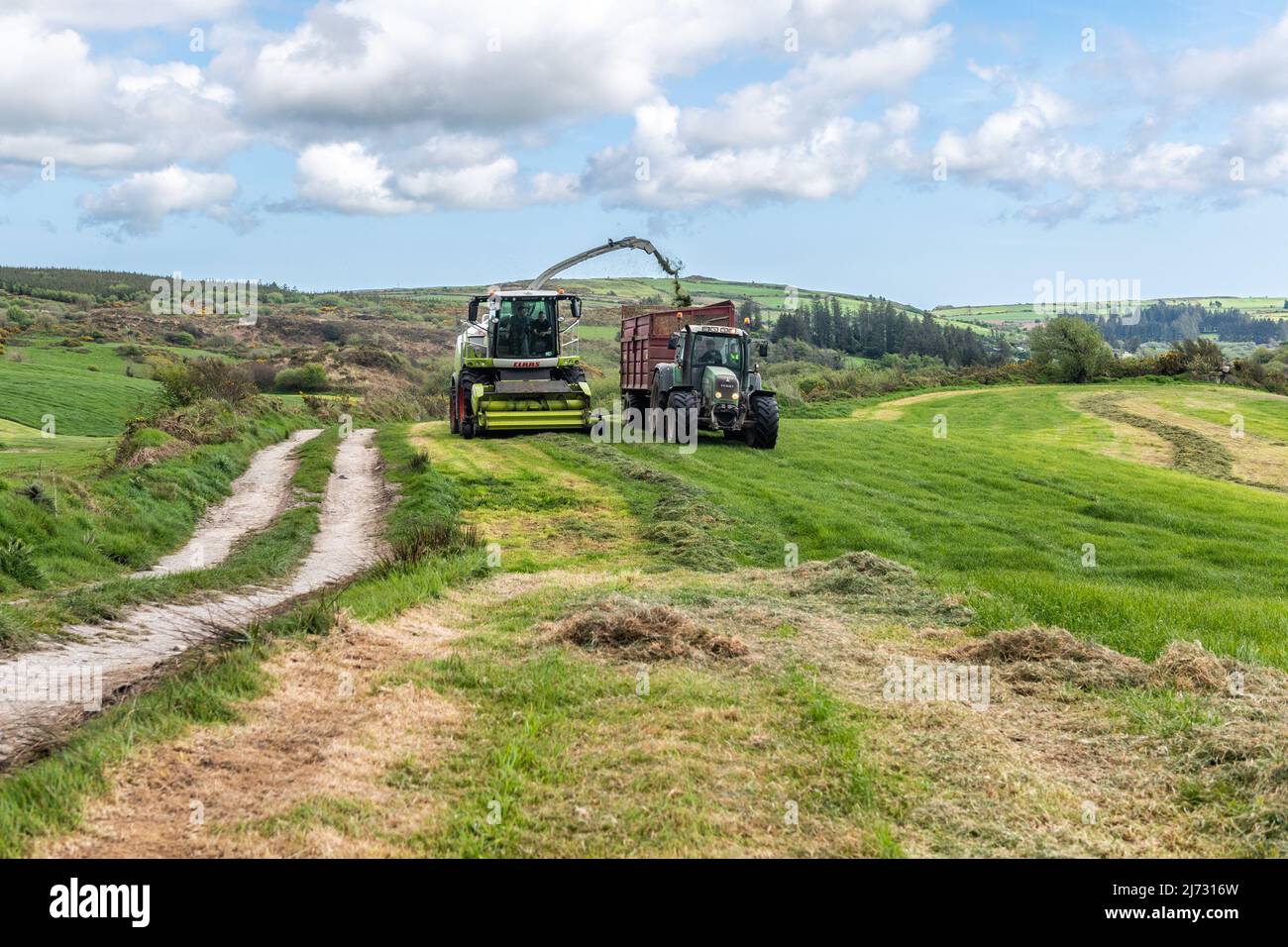 Drinagh, West Cork, Irlande. 5th mai 2022. Les agriculteurs bénéficient du meilleur temps ces derniers jours et réduisent le premier ensilage de l'année. L'entrepreneur Cyril Maguire utilise une moissonneuse Claas 950 pour recueillir l'ensilage pour le producteur laitier Victor Jennings cet après-midi. Crédit : AG News/Alay Live News. Banque D'Images