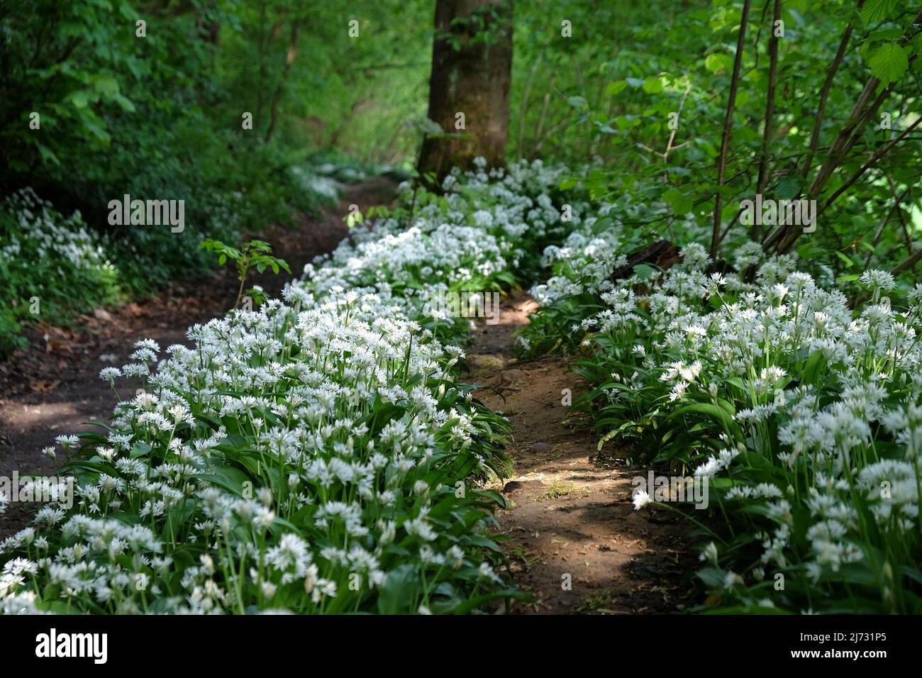 Les fleurs blanches dainty de l'ail sauvage en fleur. Banque D'Images