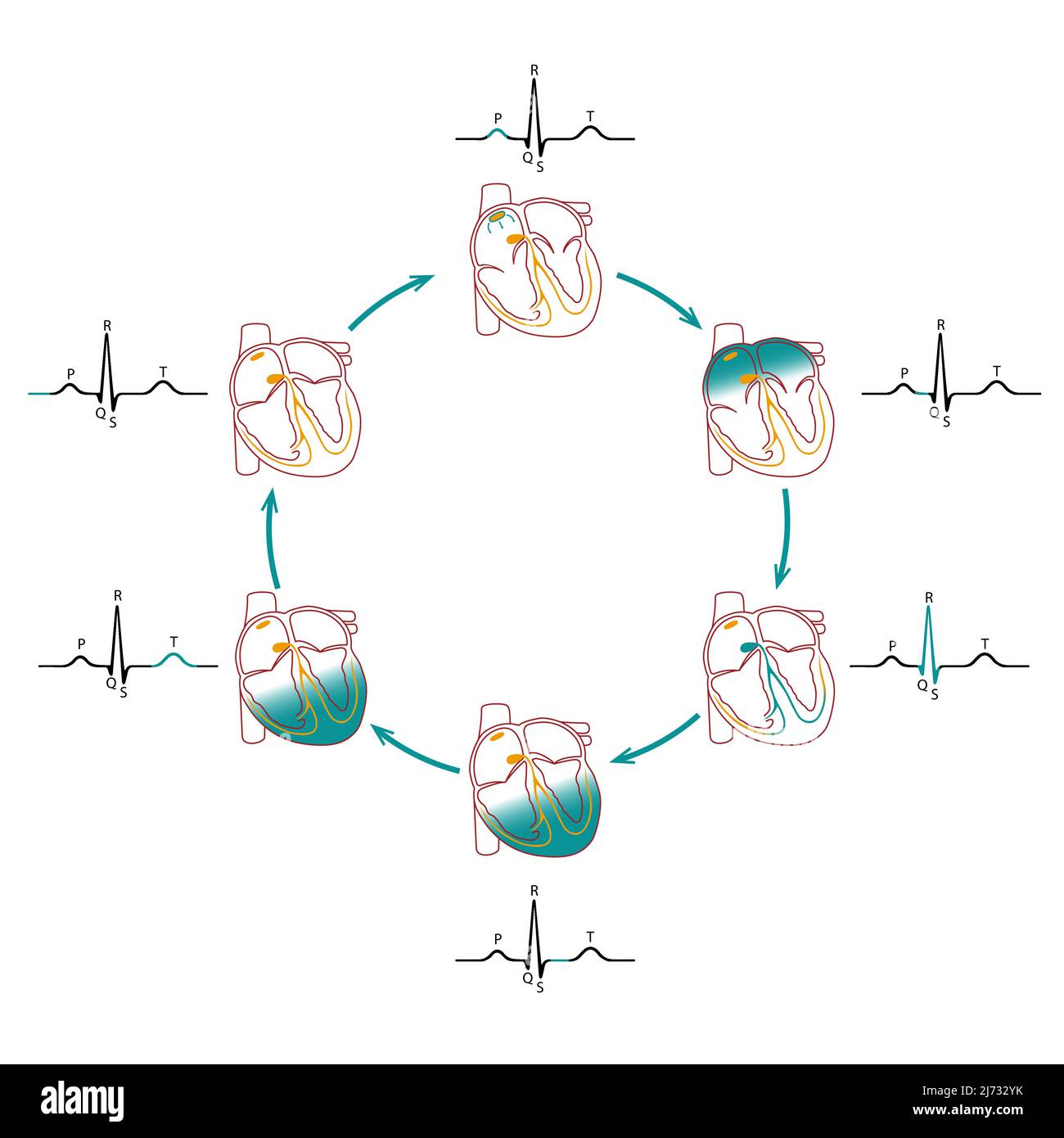 Schéma de conduction cardiaque. Le tracé de l'électrocardiogramme est corrélé au cycle cardiaque Illustration de Vecteur