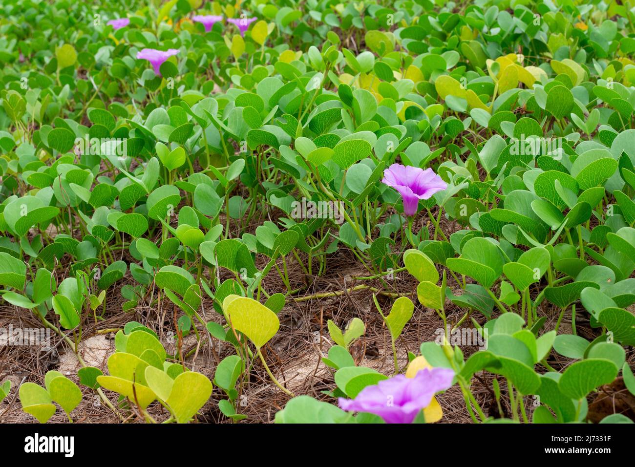 des trésors marins sous les tropiques. Feuilles et fleurs lilas d'Ipomoea biloba, sabot de chèvre. Banque D'Images