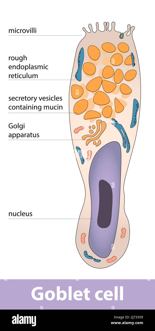 Schéma détaillé de la structure cellulaire du goblet sécrétant le mucus. Illustration de Vecteur