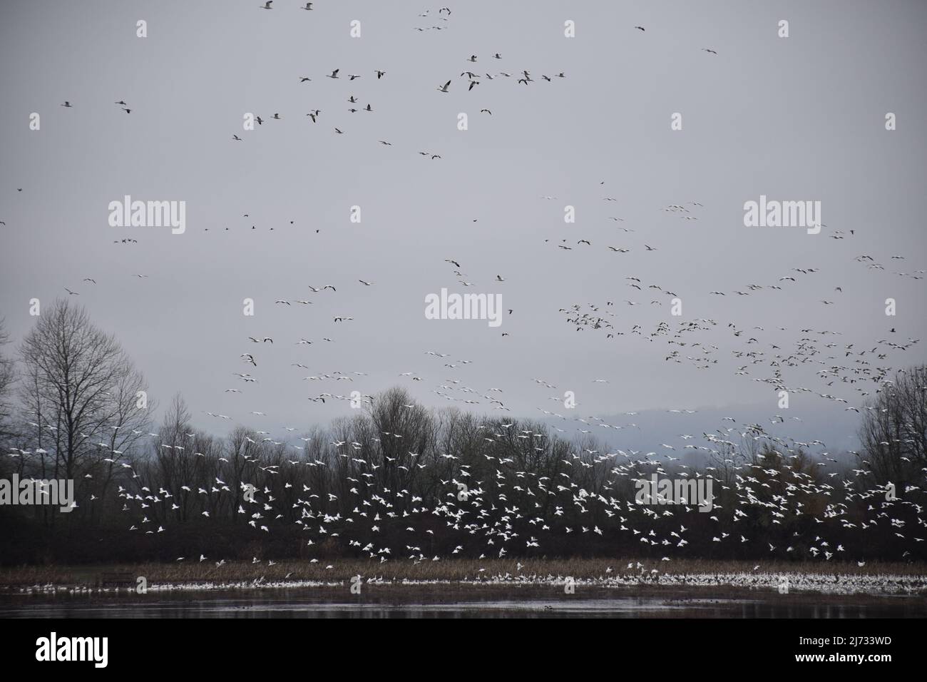 Un grand nombre d'oies des neiges en migration ont été observées sur l'île Sauvie, en Oregon, en février 2022. Banque D'Images
