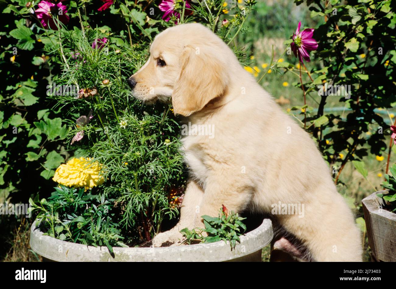 Chiot Golden Retriever dans un pot de fleurs Banque D'Images